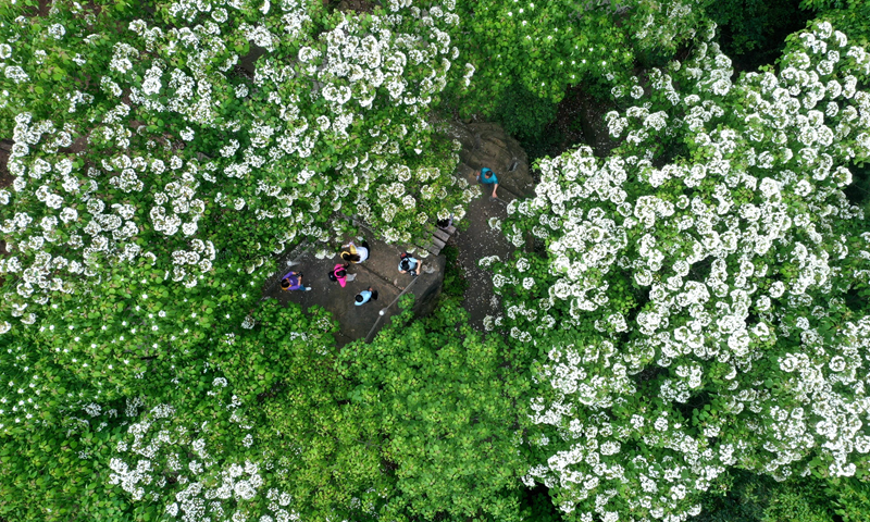 仁寿县以花为媒激活“花样经济”